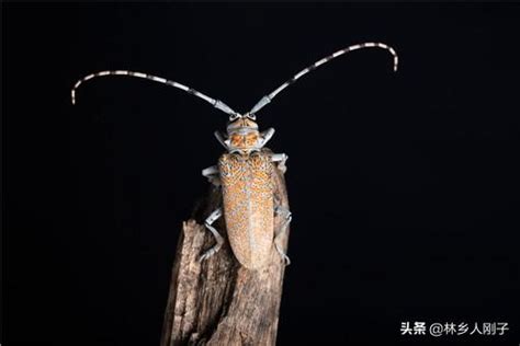 家裡出現天牛代表什麼|動物進家門有什麼樣的預示，這5種動物進門會好運不斷